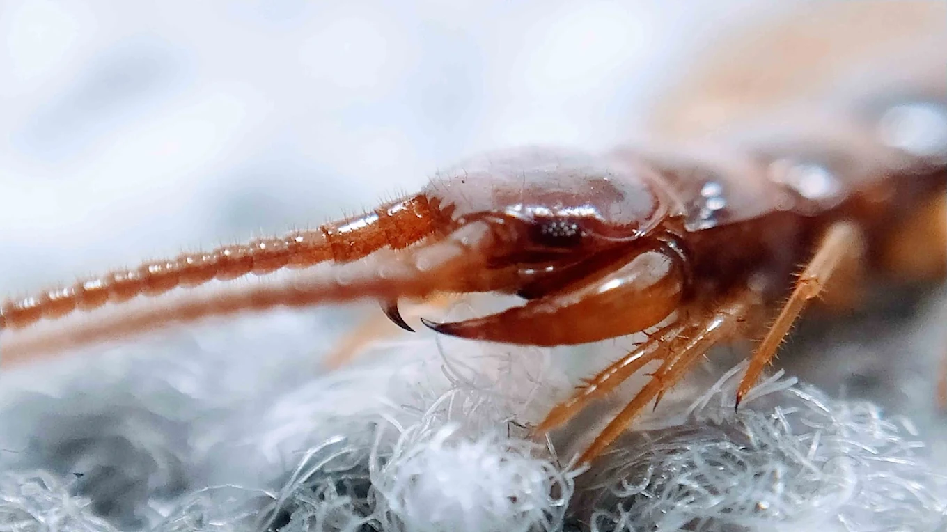 Macro shot of a cockroach on carpet fibres
