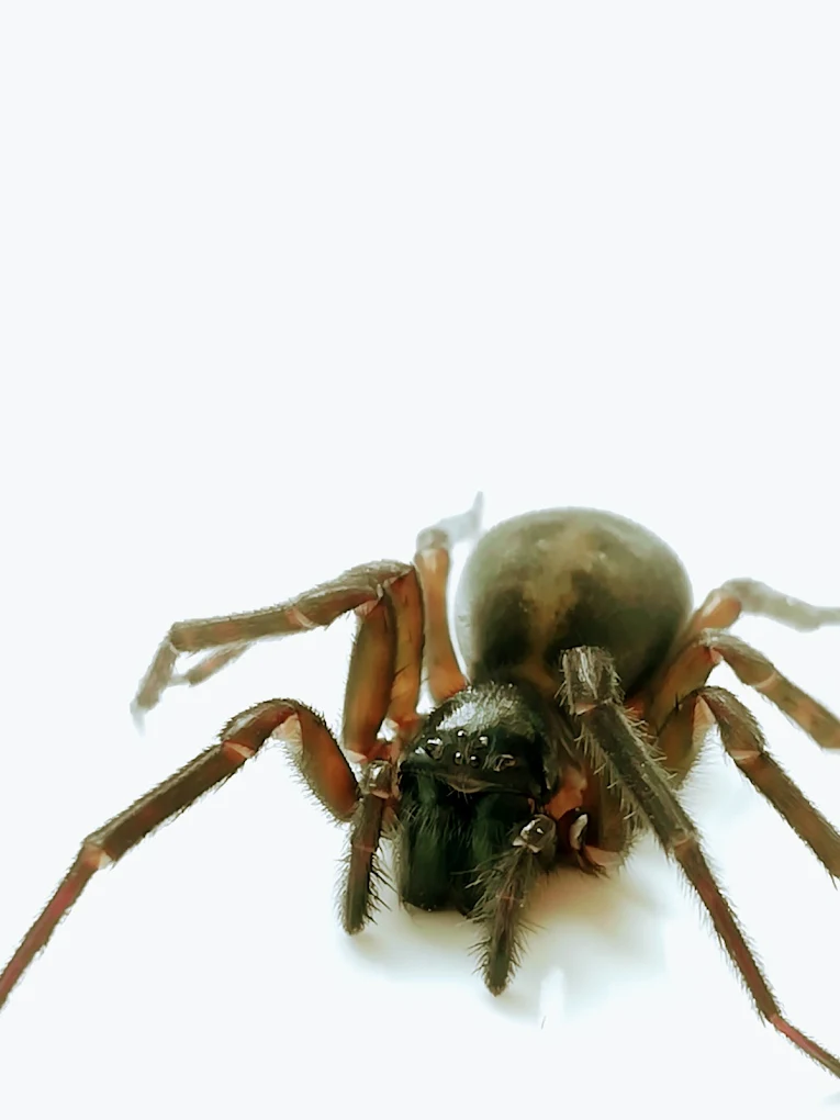 Large house spider caught on a callout