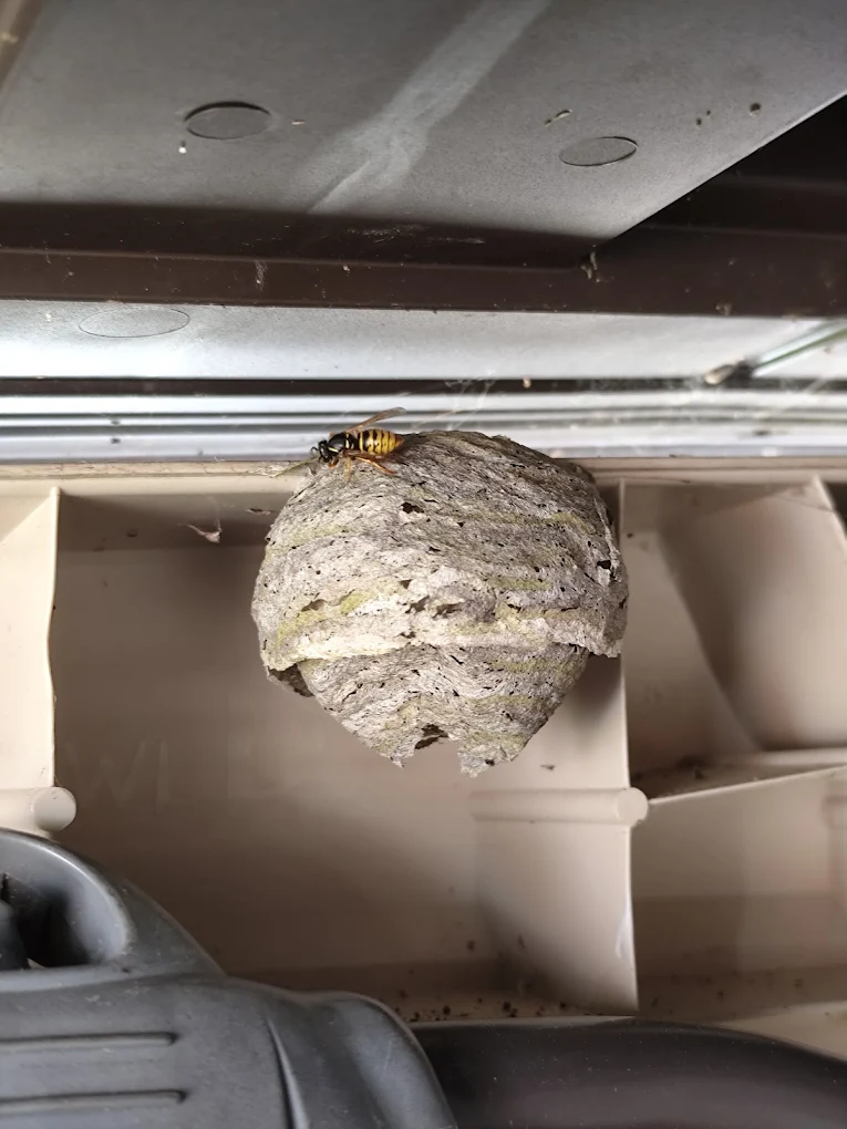 Wasp nest found under a kitchen unit