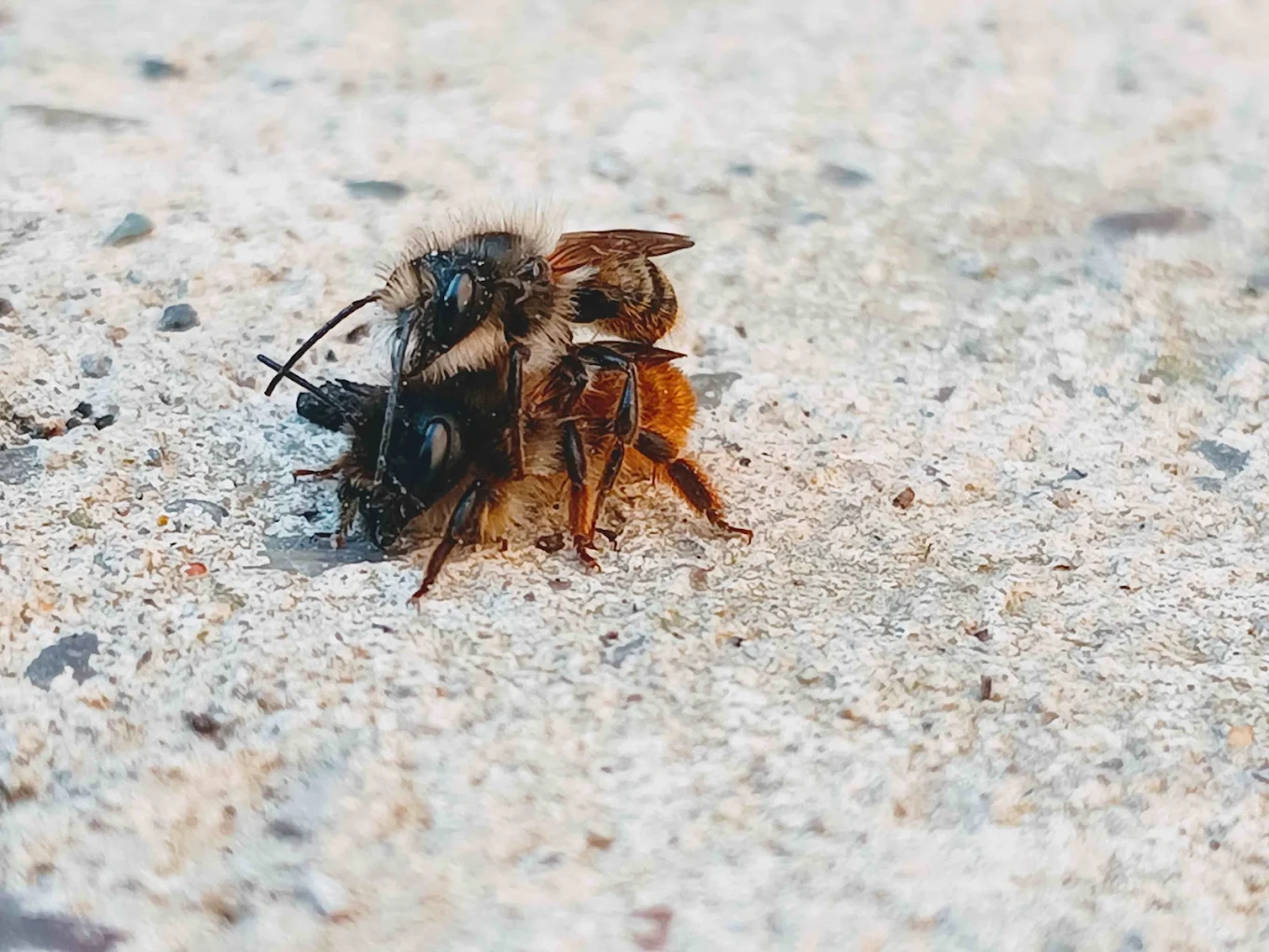 Pair of mason bees on a concrete path