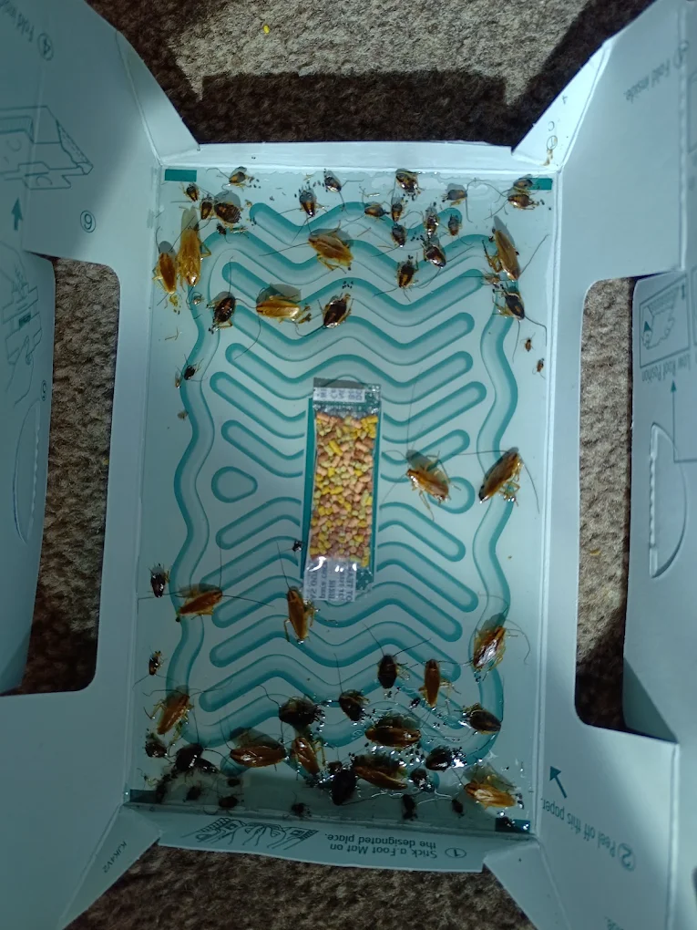 Cockroach monitor trap with multiple catches