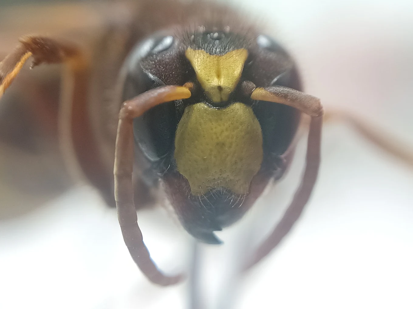 Close-up of a wasp's head and markings